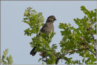 House finch