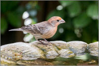 purple finch