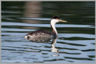 Clark's Grebe