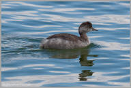 Eared Grebe