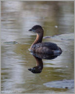 Pied-billed Grebe