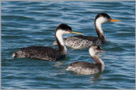 Western and eared grebe