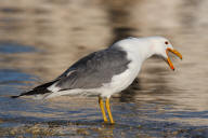 California Gull