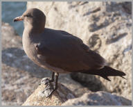 Heermann's Gull