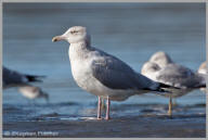 Herring Gull