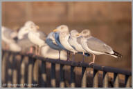 Herring Gull