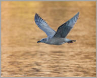 Herring Gull