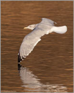 Herring gull