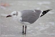 Laughing Gull