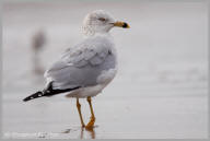 Ring-billed Gull