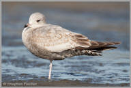 Ring-billed Gull