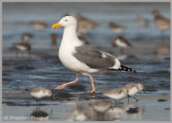 Western Gull