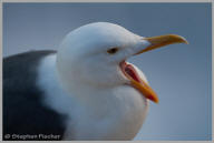 Western Gull