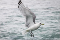 black-legged kittiwake