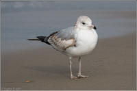 western gull (2nd winter)