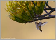 Anna's Hummingbird