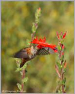 Rufous Hummingbird