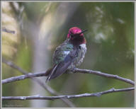 Anna's Hummingbird