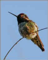 anna's hummingbird