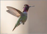 anna's hummingbird