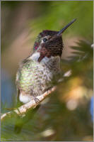 anna's hummingbird