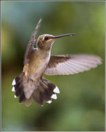 Annas hummingbird