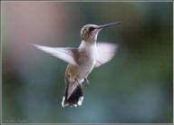 black-chinned hummingbird