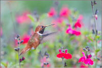 rufous hummingbird