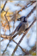 Blue Jay