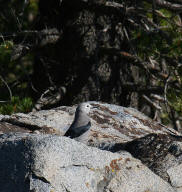 Clarks nutcracker