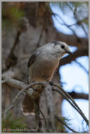 Gray Jay