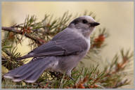 Gray Jay