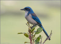 island scrub jay