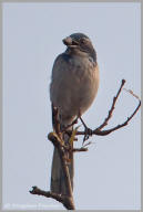 Western Scrub Jay