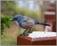 Western Scrub Jay