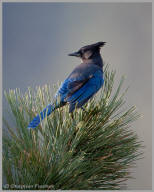 Stellar's Jay