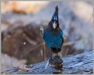 Stellar's Jay