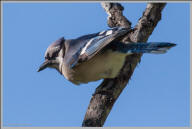 Blue jay