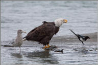 Bald Eagle and Black-billed magpie