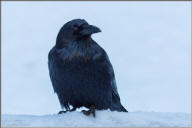 Common raven