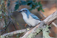 western scrub jay