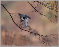 Belted Kingfisher