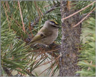 Golden-crowned kinglet