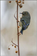 Ruby-crowned kinglet