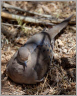 Mourning Dove