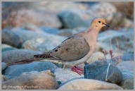 Mourning Dove