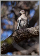 White-winged Dove