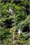 Band-tailed pigeon