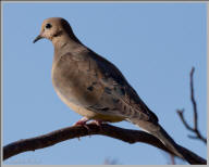 mourning dove