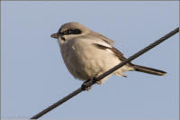 loggerhead shrike